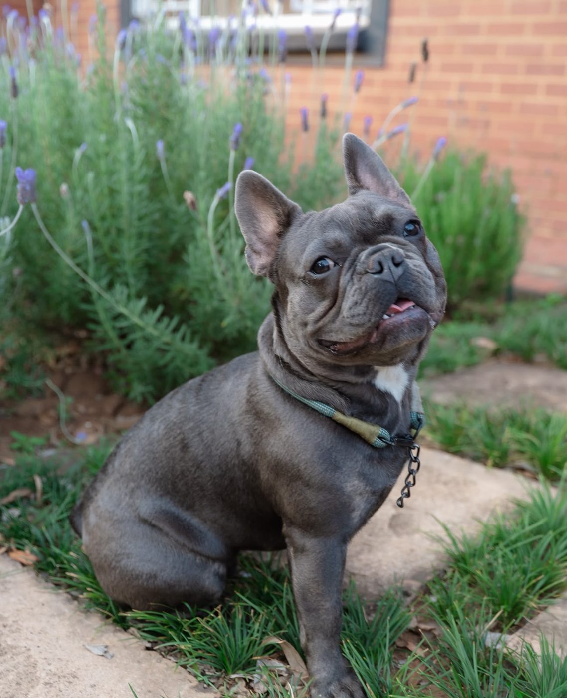 Dexter, a blue French Bulldog, sitting in front of lavender
