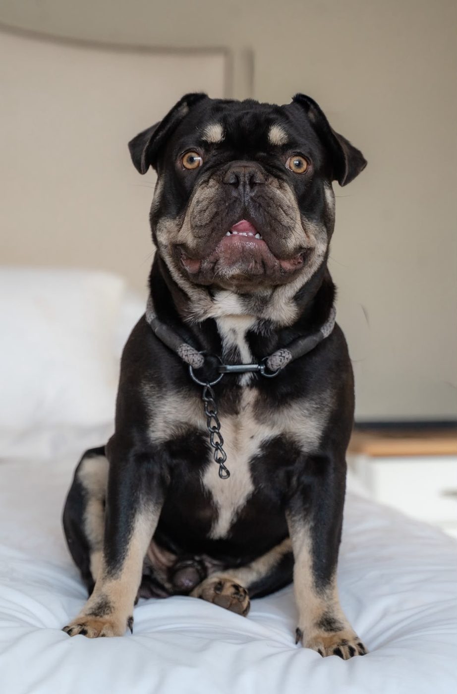 Nox, a black and tan French Bulldog, sitting on a bed